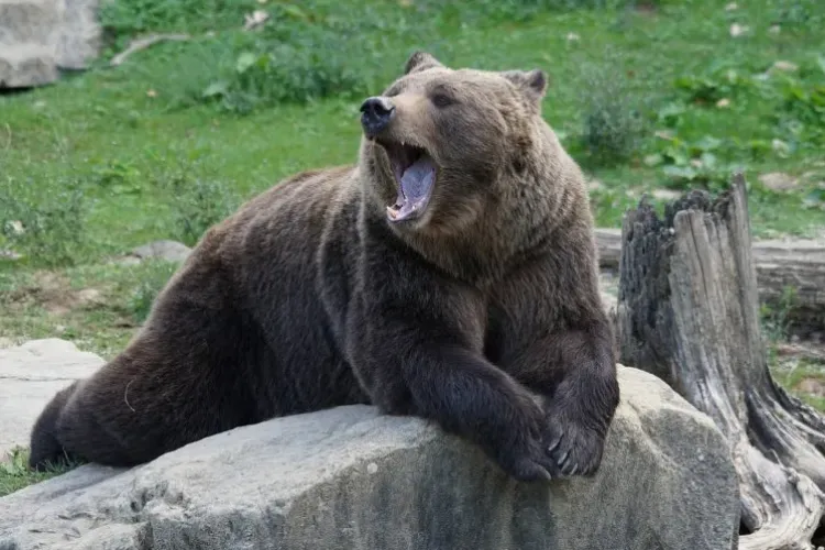 De ce apar urșii din Munții Apuseni în zona Gilău – Florești – Cluj-Napoca?