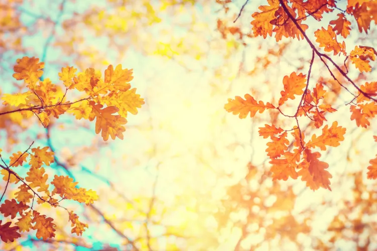 METEO. Vremea se încălzește pentru câteva zile. Prognoza meteo pentru următoarele 2 săptămâni