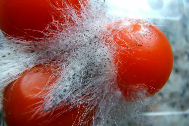 Cluj: Amendă de 200.000 de lei pentru hipermarketurile clujene. Motivul: Produse expirate, preț diferit între raft și casa de marcat