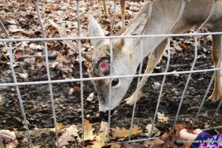 Bărbat, acuzat că a rupt cornul unui căprior de la grădina zoologică din Hunedoara