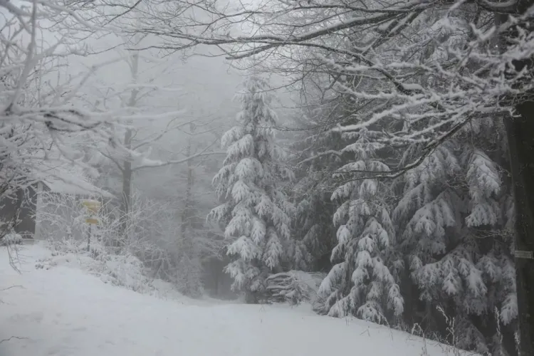  Informare meteo de ploi în mai multe zone din țară. La munte va ninge și se va așterne strat de zăpadă 