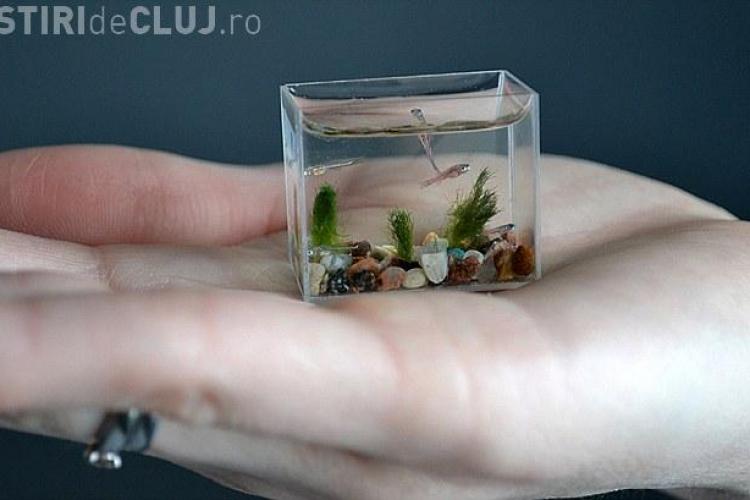Vezi cum arata cel mai mic acvariu din lume! - FOTO