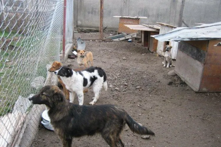 Paznicii au furat hrana cainilor de la adapostul "Trei Frati Patati" din Turda! - FOTO