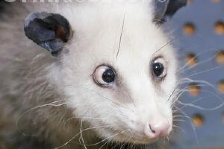 Heidi, oposumul sasiu, a prezis ca Natalie Portman va castiga Oscarul