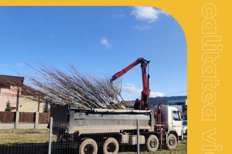 Sute de arbori plantați în Florești în diferite locații - FOTO