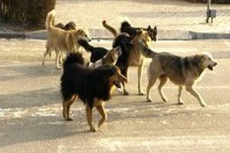 Copil de șase ani omorât de un câine fără stăpân