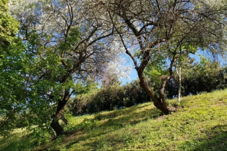 Misterul măslinilor sălbatici care cresc în Cluj-Napoca, în Mărăști. Una dintre Legendele Clujului a fost elucidată - FOTO