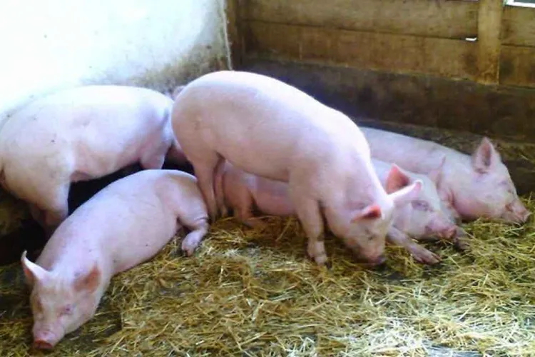 Polițiștii au luat în serios o glumă și au depus cereri la șefi pentru a primi porci de Crăciun - FOTO