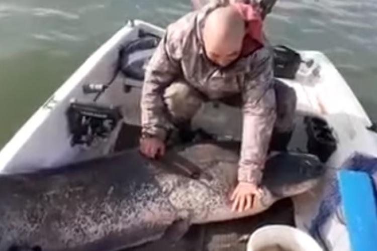 Un pescar român a capturat un somn uriaș de 2,45 metri și peste 95 kg - VIDEO