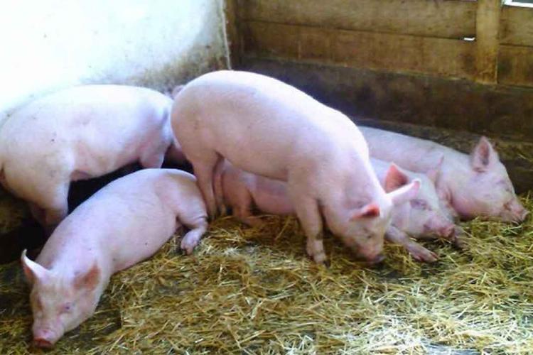 Distrug țăranul român! Legea porcului interzice țăranilor să crească mai mult de cinci porci sau să le dea lături