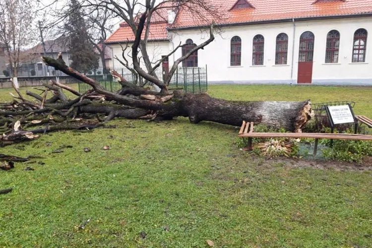 Gorunul lui Arsenie Boca s-a prăbuşit din senin. A fost plantat de părinte când a absolvit liceul din Brad   