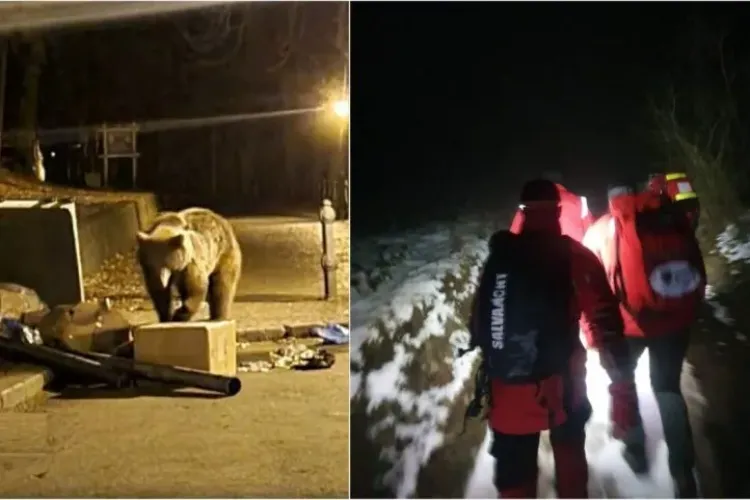 Un bărbat a fost ucis de urs, lângă o cabană din Harghita