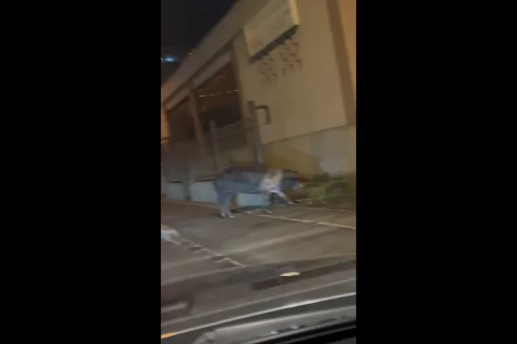 Porc liber pe stradă, pe Bulevardul Muncii: Caută familie - VIDEO   