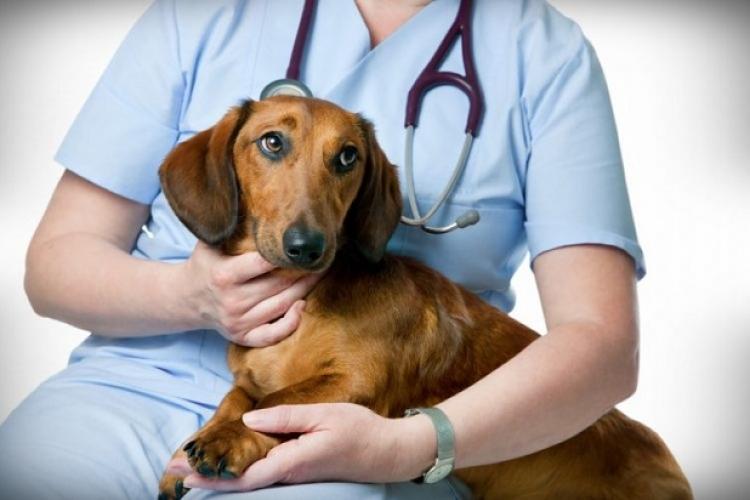 Sterilizarea gratuită a câinilor în Florești