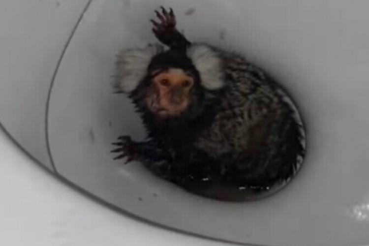 VIDEO șocant - O femeie și-a dopat maimuța cu cocaină și a aruncat-o în toaletă