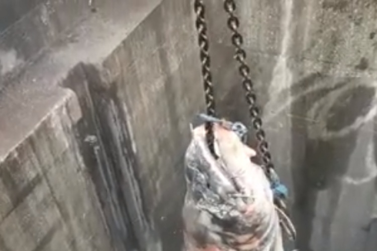 Somn de 100 de kg depistat în canalizarea orașului - VIDEO