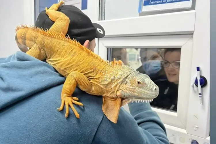 S-a dus cu iguana la Rar Cluj și i-a băgat pe toți în sperieți - FOTO