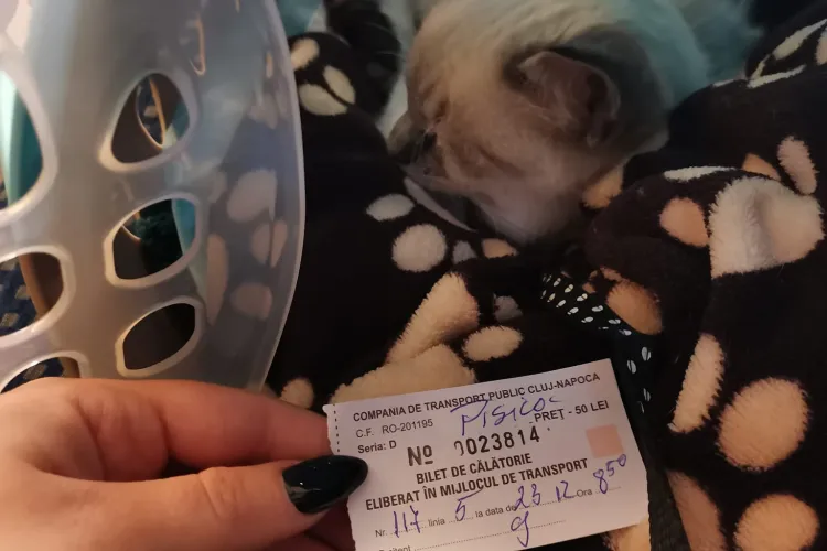 Studentă amendată într-un autobuz CTP Cluj, pentru că își transporta pisica în cușcă: „M-a întrebat dacă am cash 50 de lei ca să plătesc amenda” - FOTO