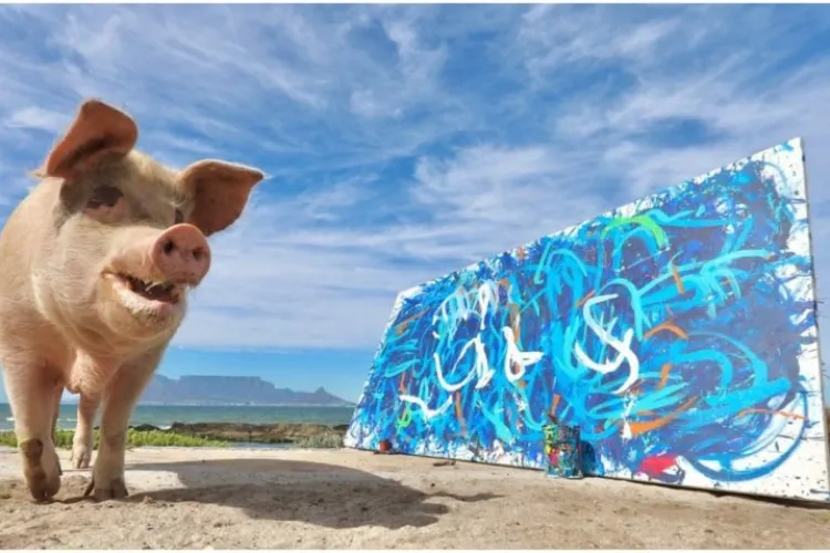 Pigcasso: cel mai talentat pictor purcel. Cea mai recentă opera a sa a fost vândută cu 20.000 de lire sterline - FOTO