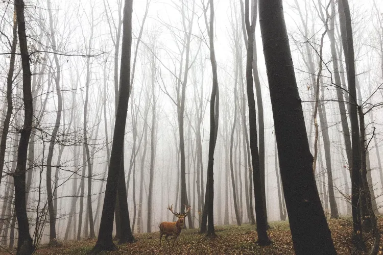 Cerb fotografiat în Pădurea Făget în prima zi de Crăciun. Ce semnificație are - FOTO