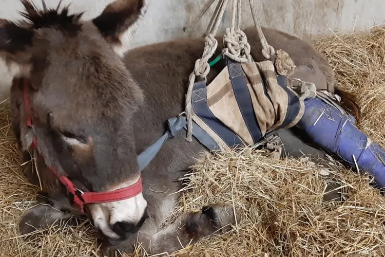 Măgărușul Vasilică, salvat de medicii de la Spitalul USAMV Cluj - FOTO