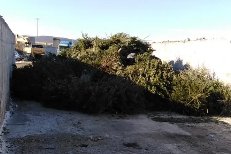 Floreștiul a colectat cinci tone de brazi. Procesul continuă până la finalul lunii - FOTO