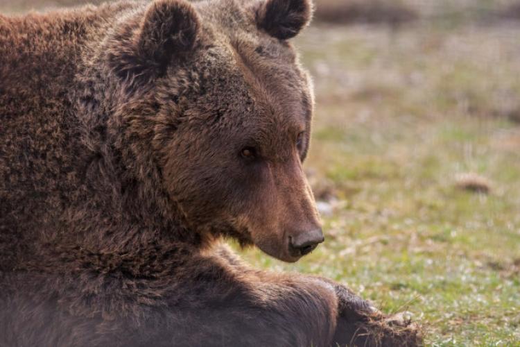 Mesaj RoAlert la Sinaia: Un urs a fost observat în apropierea Castelului Pelișor