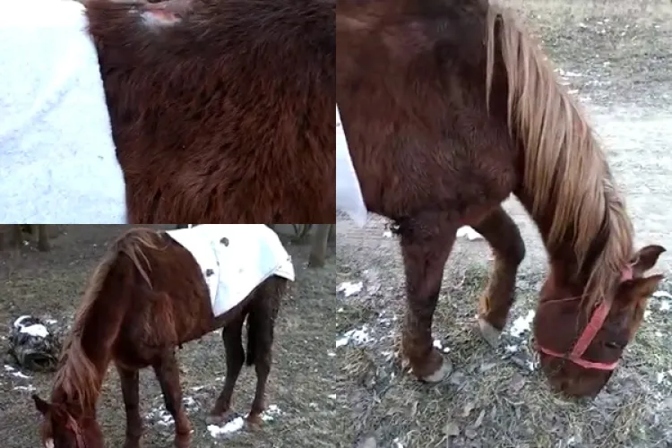 Cal maltratat de romi, returnat de poliție proprietarilor abuzivi: Poliția animalelor Cluj e degeaba - VIDEO