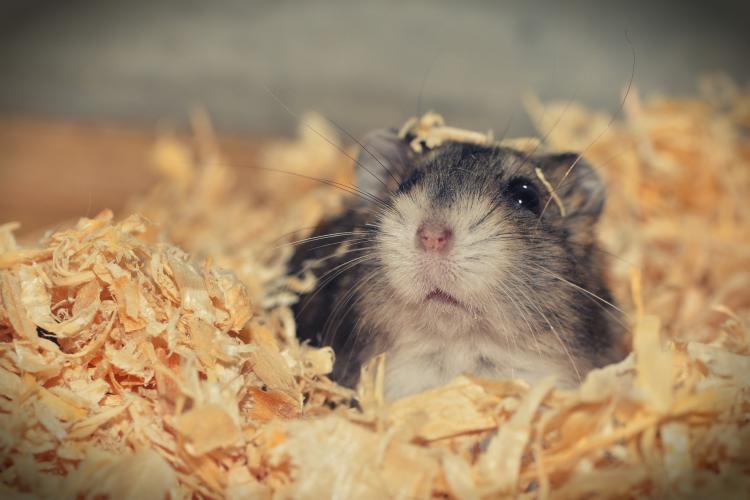 O româncă a cerut certificat verde COVID pentru hamster   