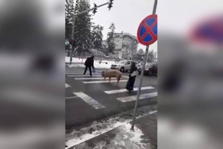 La Cluj, până și porcii sunt civilizați. Imagini incredibile cu un porc ce traversează strada pe trecerea de pietoni - FOTO