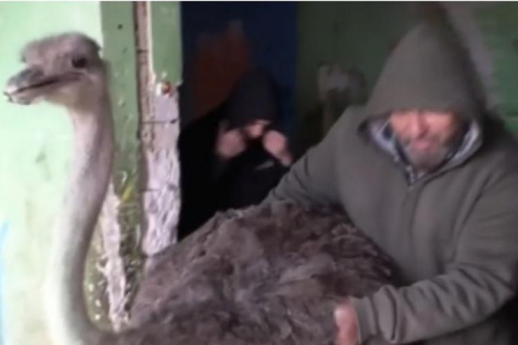 Un român care creștea un struț în apartament a fost amendat cu 3.000 de lei