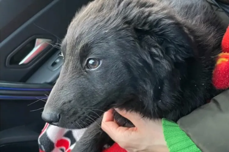 Cățel călcat INTENTIONAT cu mașina la Dej de un bărbat care l-a salvat de pe stradă. Poliția spune că e nevinovat - VIDEO