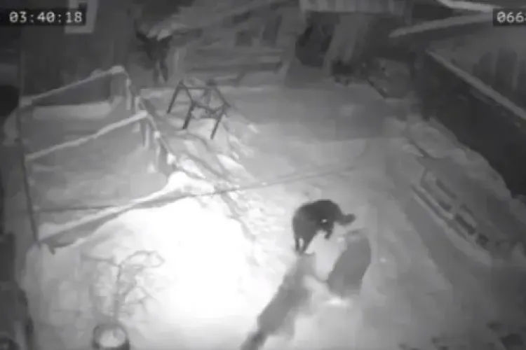 Câine sfâșiat de lupi, în curte - VIDEO cu impact emoțional