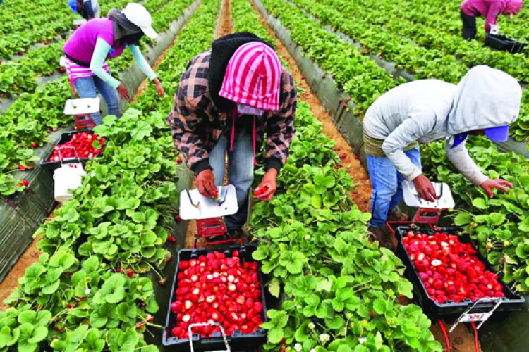 Se întorc căpșunarii acasă! Spania a pierdut mai mult de 200.000 de români în 10 ani. „Nu merită să rămâi aici”