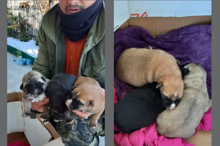 Ardeleni fără inimă au aruncat trei cățeluși într-un râu înghețat din Apuseni - VIDEO