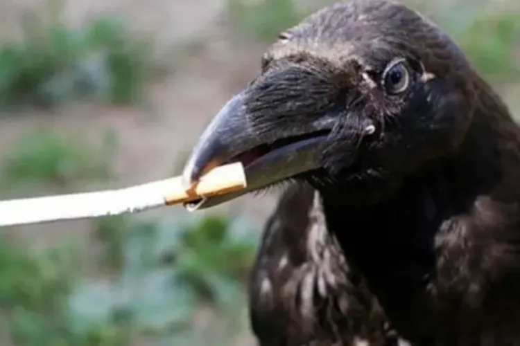 Inițiativă superbă! O companie a „angajat” ciori pentru a aduna mucurile de țigară de pe străzi