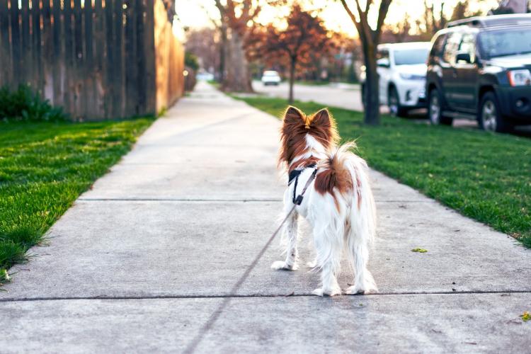Super idee de afacere a unui puști din Florești: Plimbăm câini - FOTO