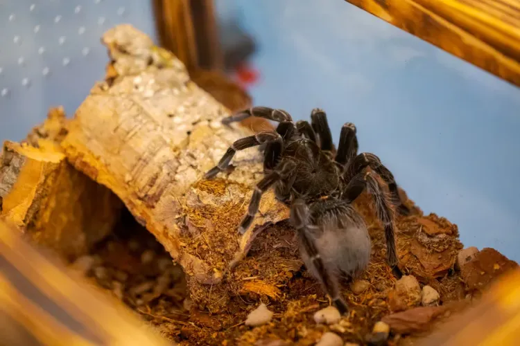 Iulius Mall surprinde clujenii cu o expoziție inedită. 36 de tarantule vii vor putea fi admirate în acest weekend - FOTO