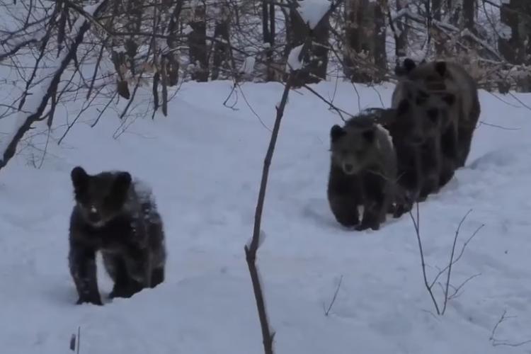 Familie de 6 urși filmați plimbându-se într-o pădure din Maramureș! Nici acolo nu mai au loc de oamenii care le invadează teritoriul - VIDEO