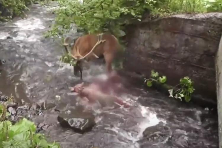 VIDEO - Un cerb se luptă cu MULT curaj cu o haită de lupi într-un parc național din Carpați! I-a pus pe fugă