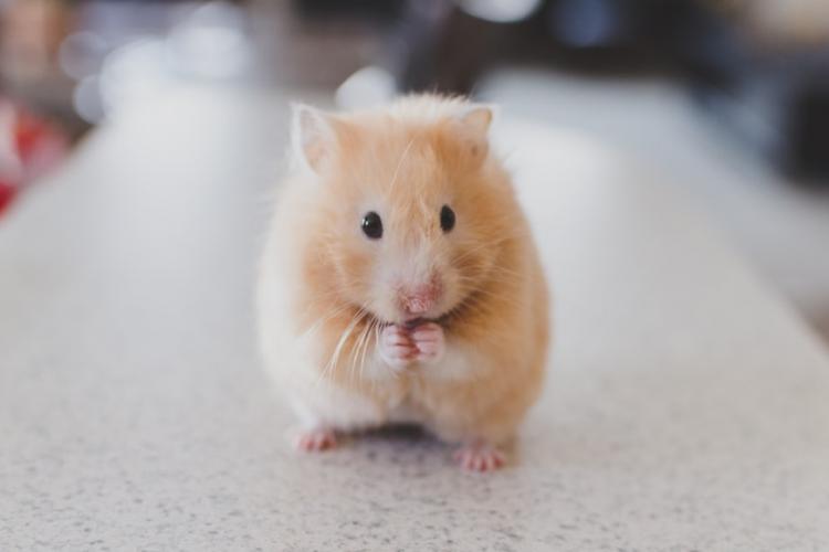 Hamsterii pot transmite COVID oamenilor și sunt sursa probabilă a unui focar recent