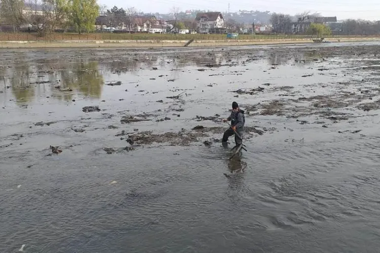 Câine blocat pe o insulă de pe Someșul Mic