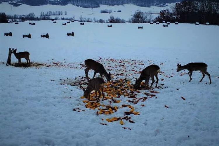 Gest plin de omenie! Pădurarii hrănesc animalele sălbatice ca pe vremuri, pentru a putea trece de iarna grea - FOTO