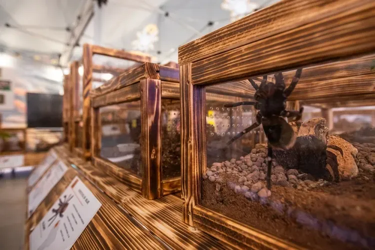 Expoziția de tarantule de la Iulius Mall Cluj mai poate fi vizitată NUMAI câteva zile - FOTO