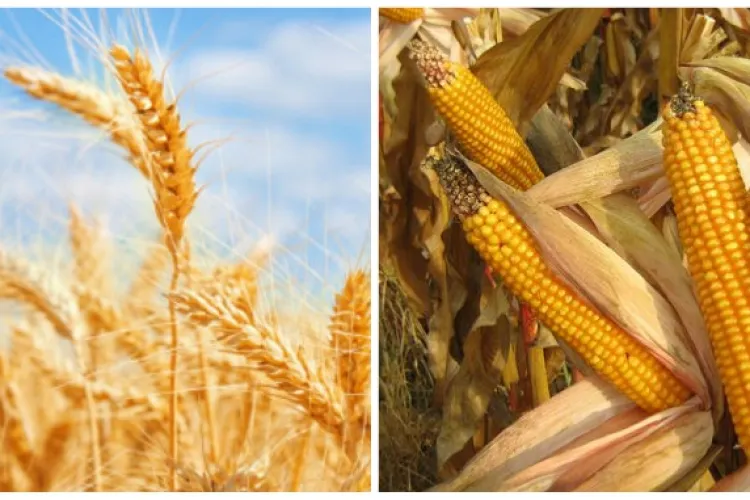 Grâul și porumbul, scumpiri considerabile după atacul Rusiei asupra Ucrainei