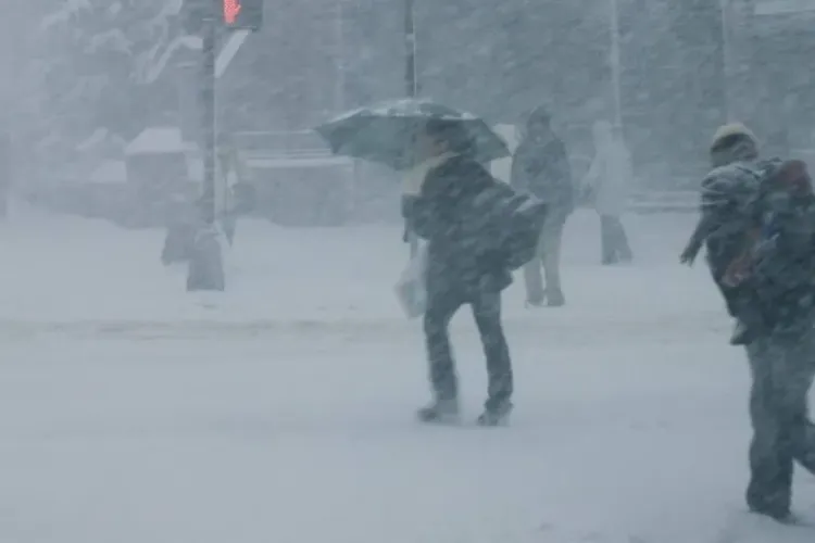 COD GALBEN vijelii la Cluj! Revine iarna 