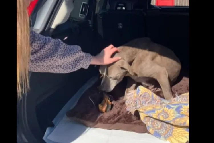 Întâlnire emoționantă! Un câine dispărut și-a regăsit stăpâna după 12 ani - VIDEO