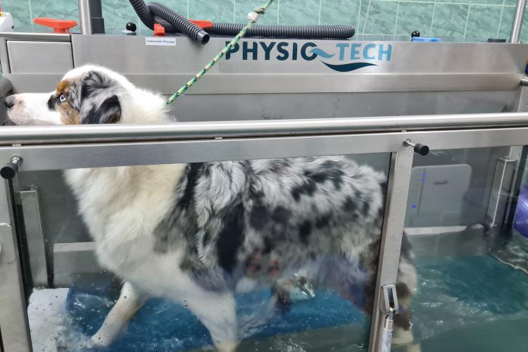 Un bazin de hidroterapie pentru afecțiunile animalelor este noua „unealtă de terapie” a USAMV Cluj-Napoca