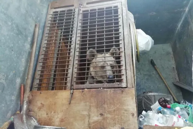 O ursoaică chinuită 19 ani la un circ ambulant din Ucraina va fi adusă în România! Masha a fost maltratată și ținută într-o cușcă minusculă - FOTO