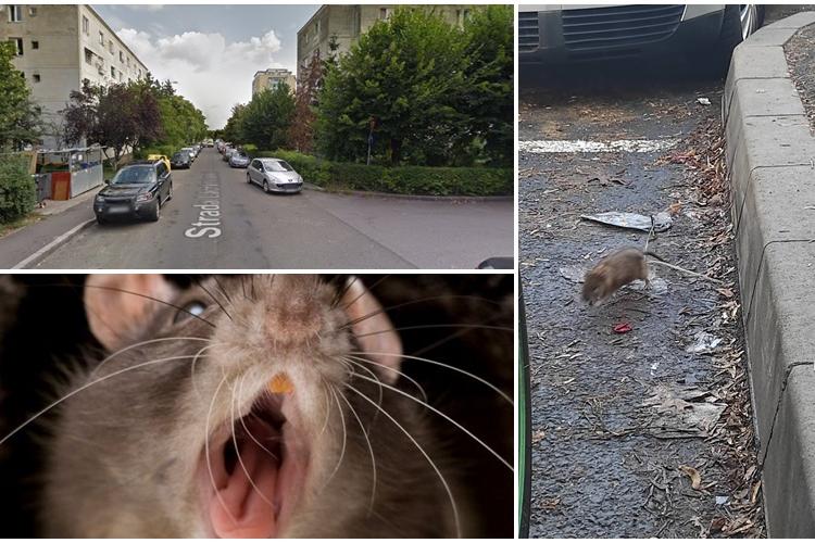 Șobolani fotografiați pe stradă în cartierul Gheorgheni: Sunt de cinci stele - FOTO